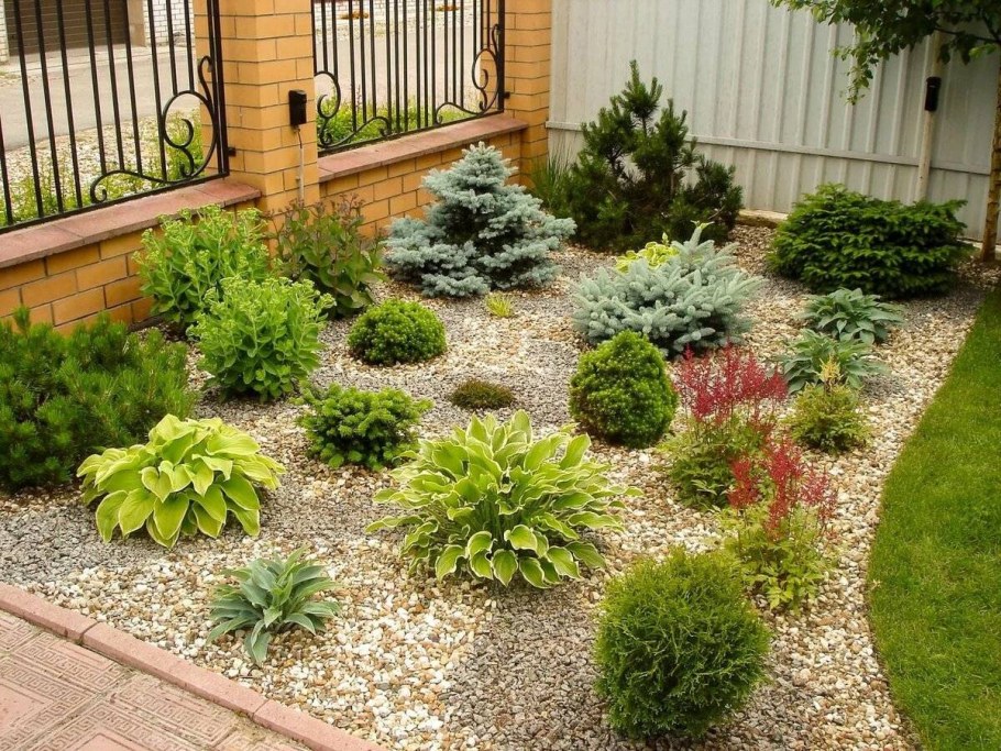 Сирень Мейера Палибин миксбордер