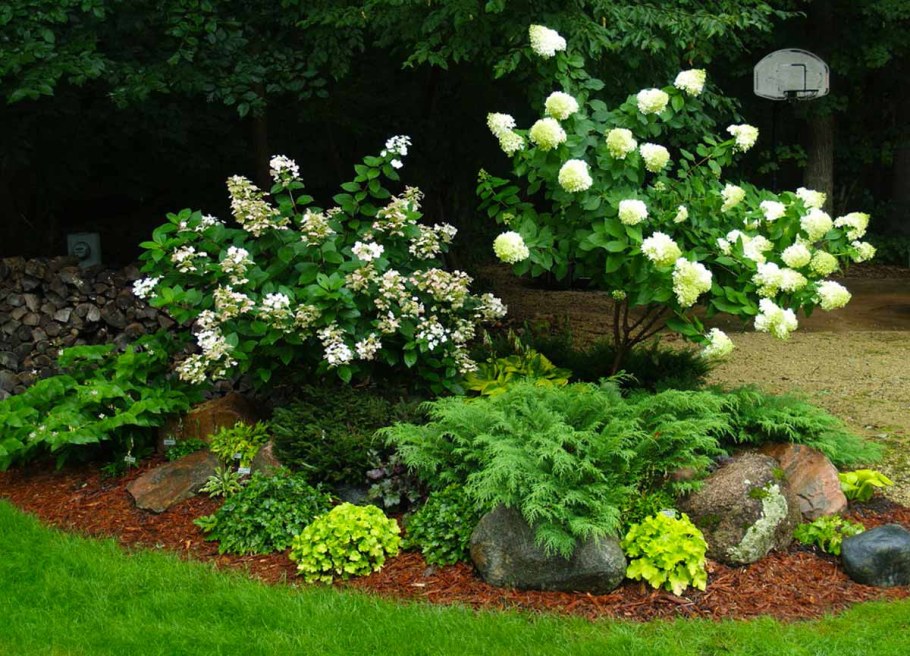 Гортензия и туя Даника