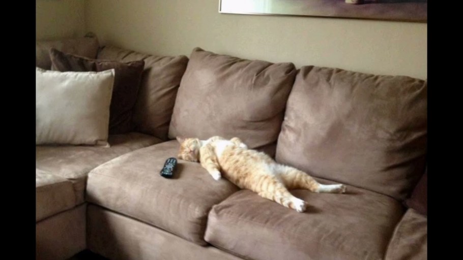 Диван кошка