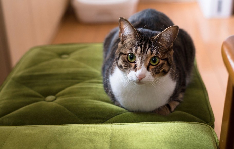 Котик на диване