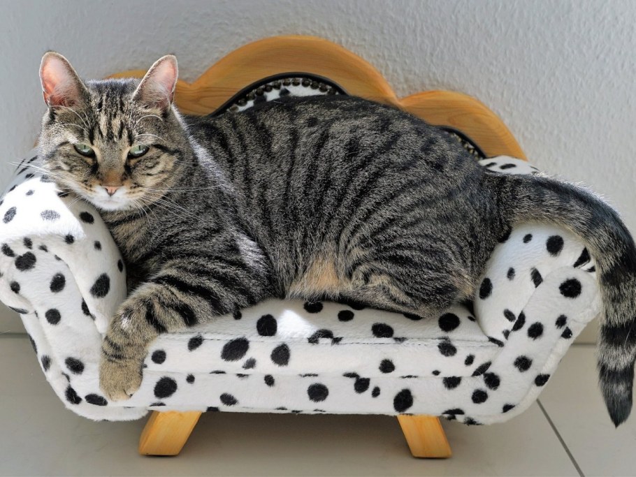 Кот лежит на диване