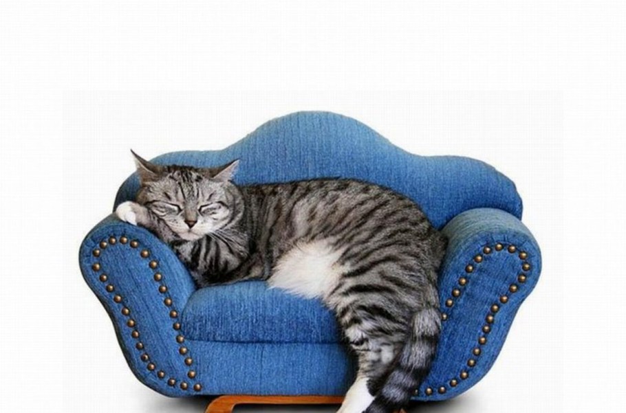 Рыжий кот на диване