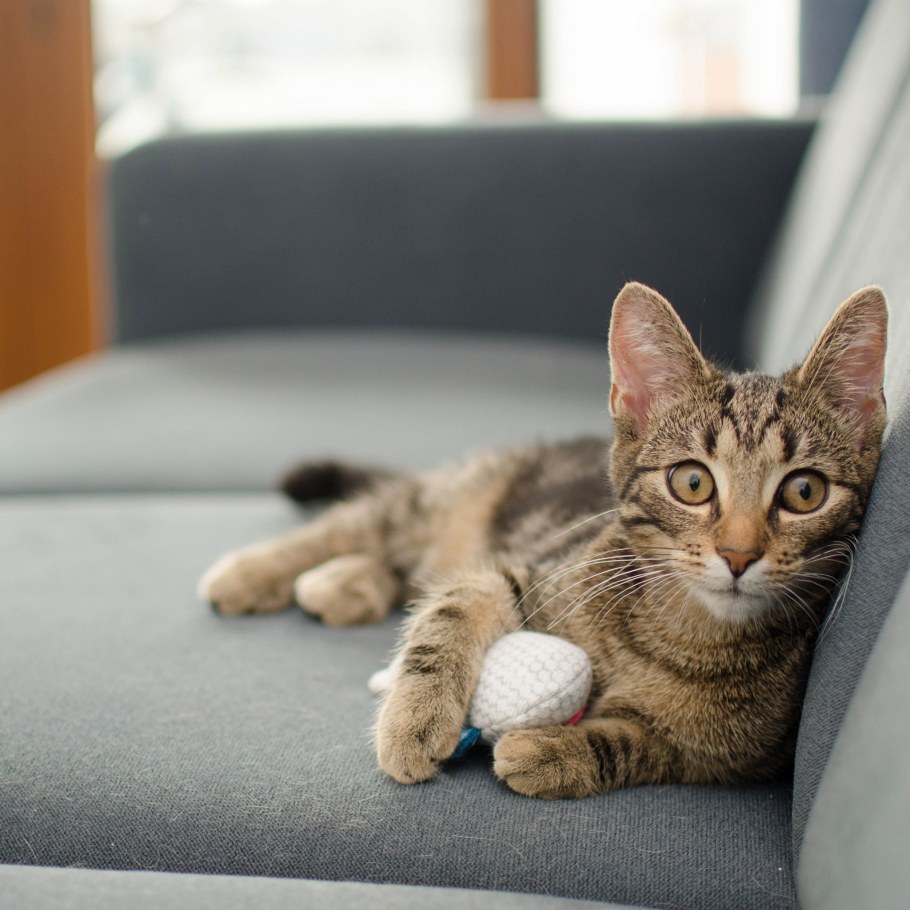 Кот лежит на диване на спине