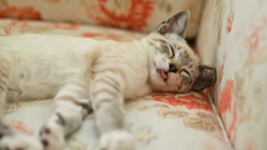 Кот на диване