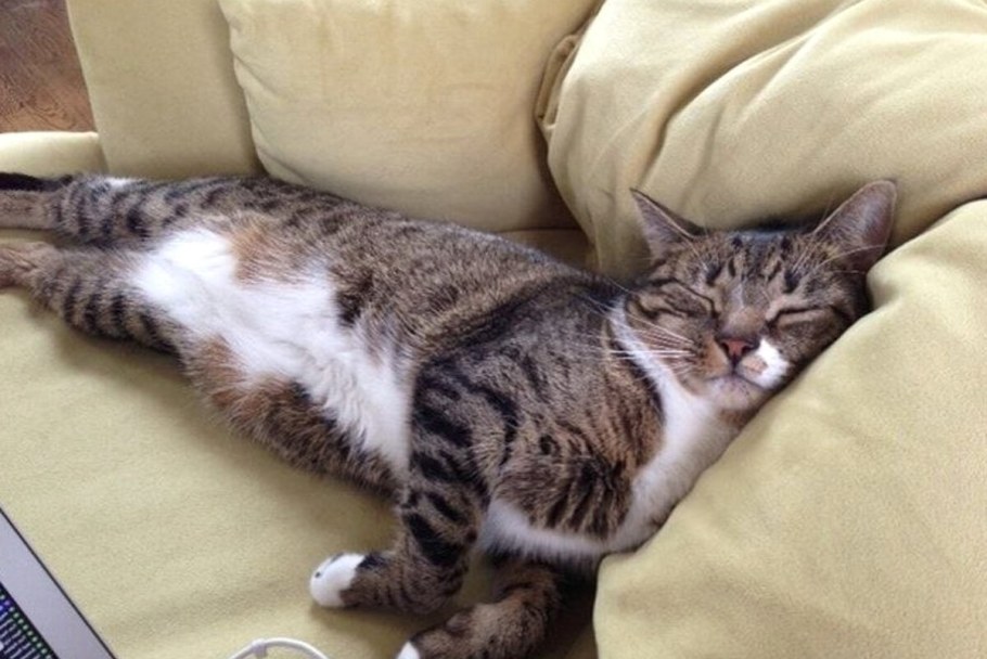 Коты на диване