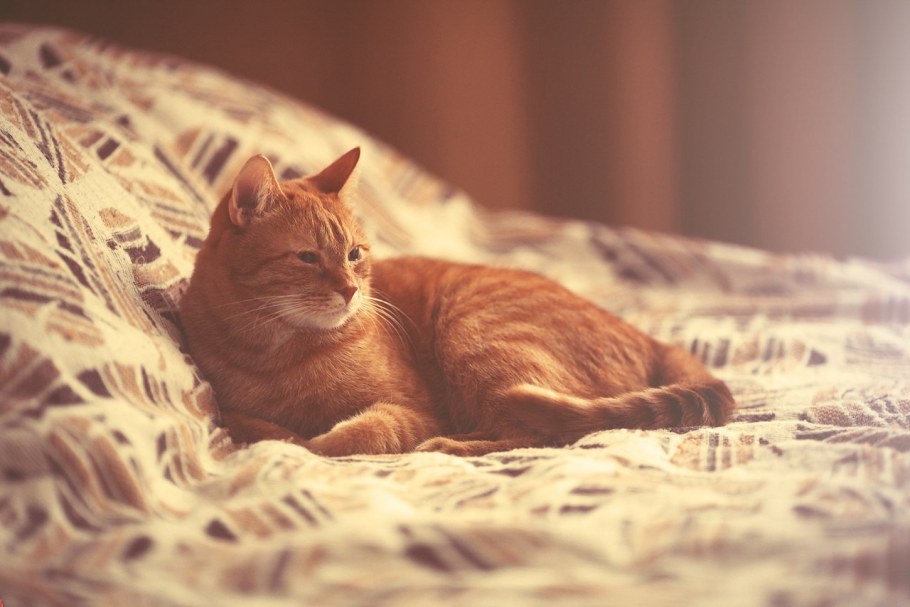 Рыжий кот на диване