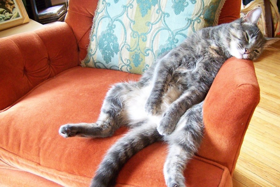 Кошка спит на диване