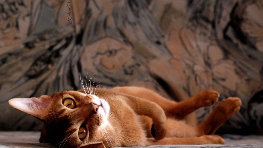 Кот на диване