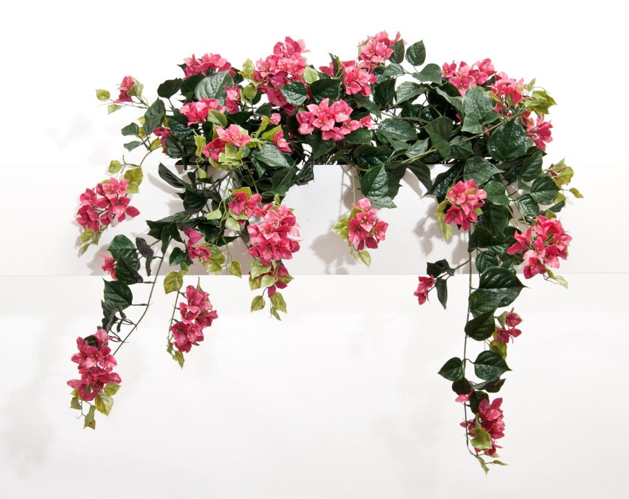 Ампельный куст