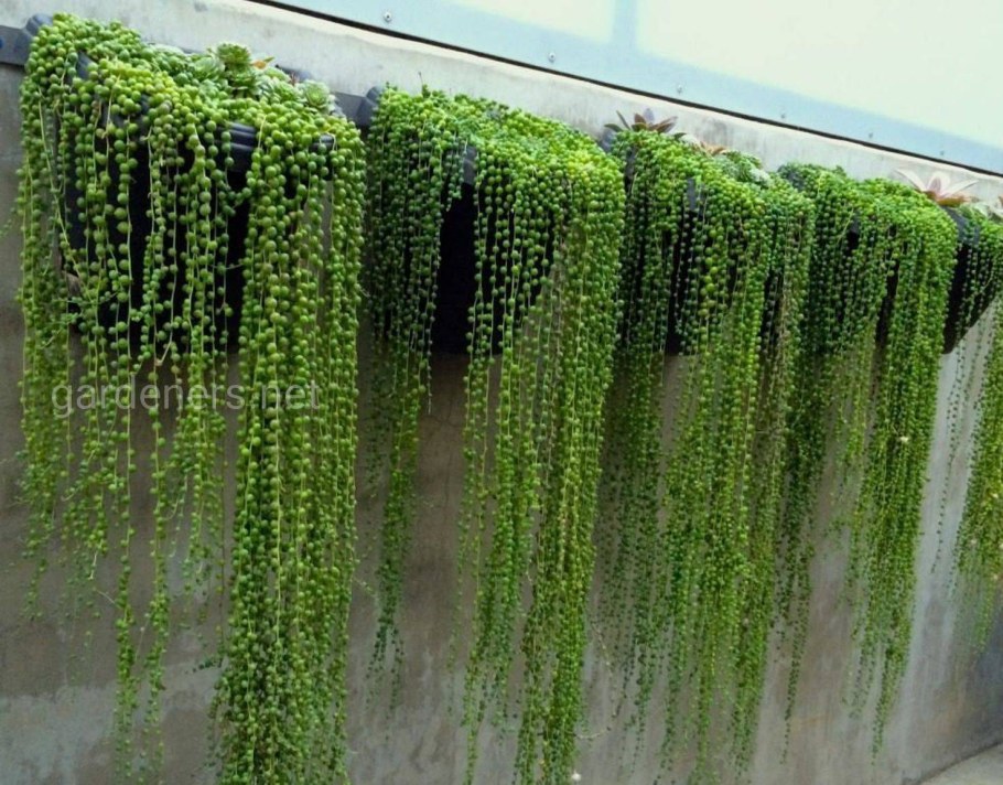 Дихондра изумрудный водопад