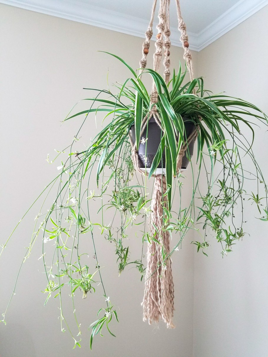 Хлорофитум ампельный