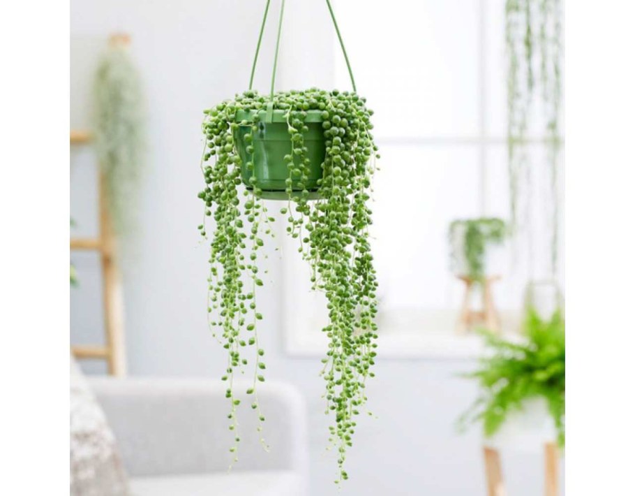 Крестовник ампельный