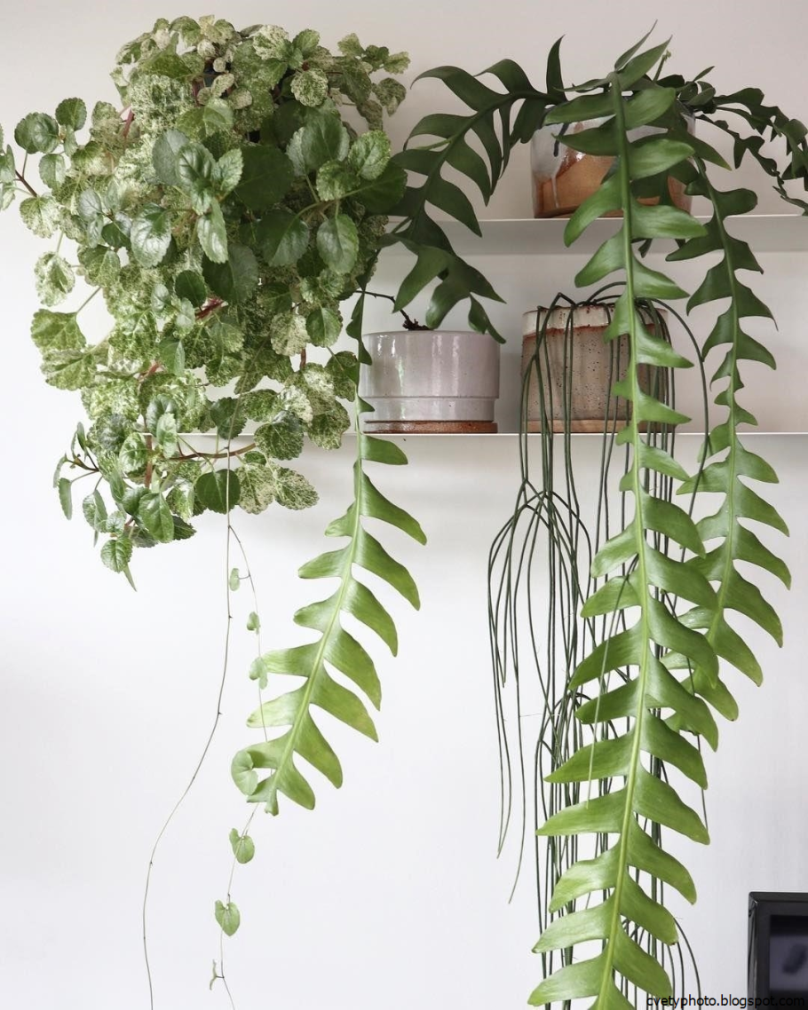 Папоротник Вьюн домашний