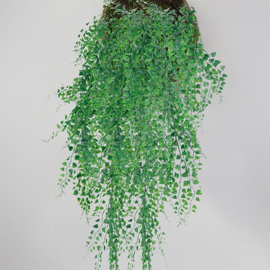 Комнатные растения свисающие вниз