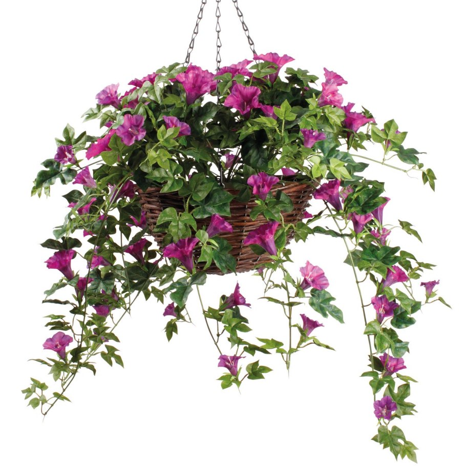 Пеларгония плющелистная ампельная