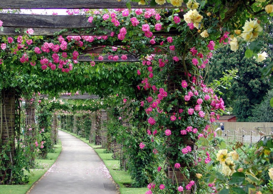 Ботанический сад плетистые розы