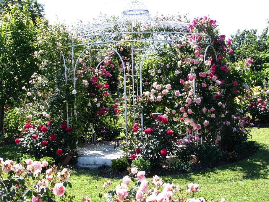 Плетистая роза Дон Жуан пергола