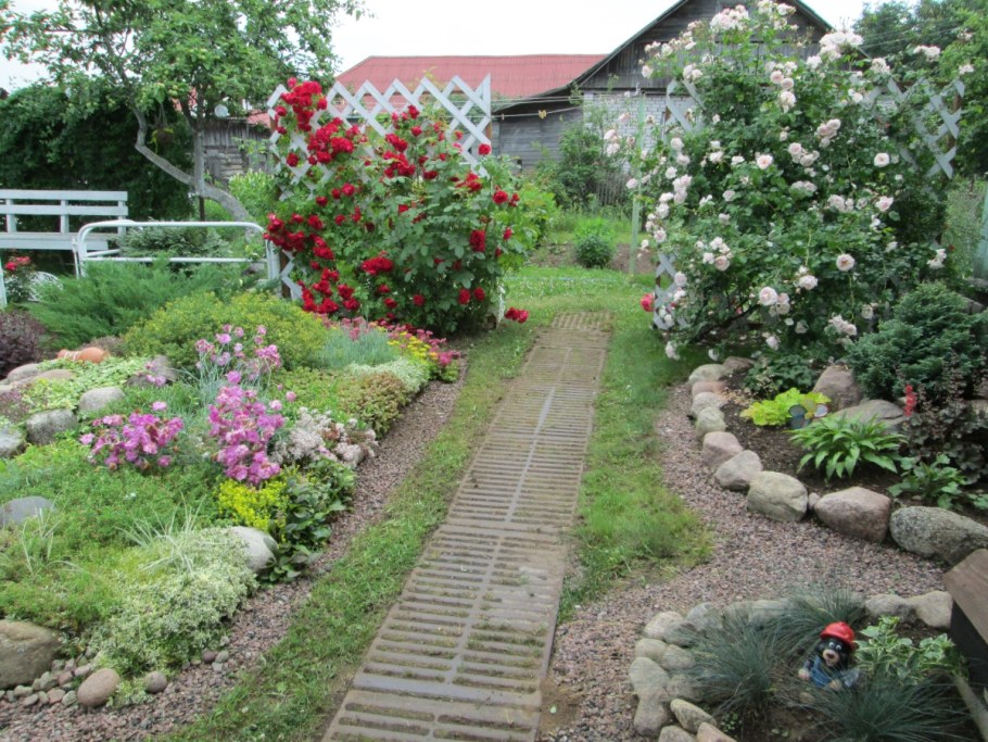 Плетистые розы рабатка