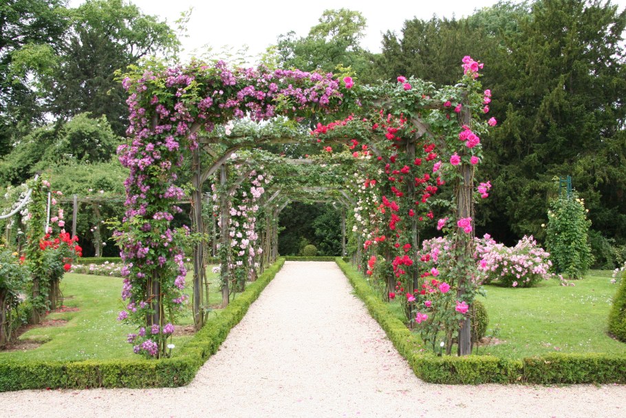 Плетистые розы Берсо