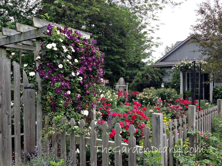 Клематис на заборе