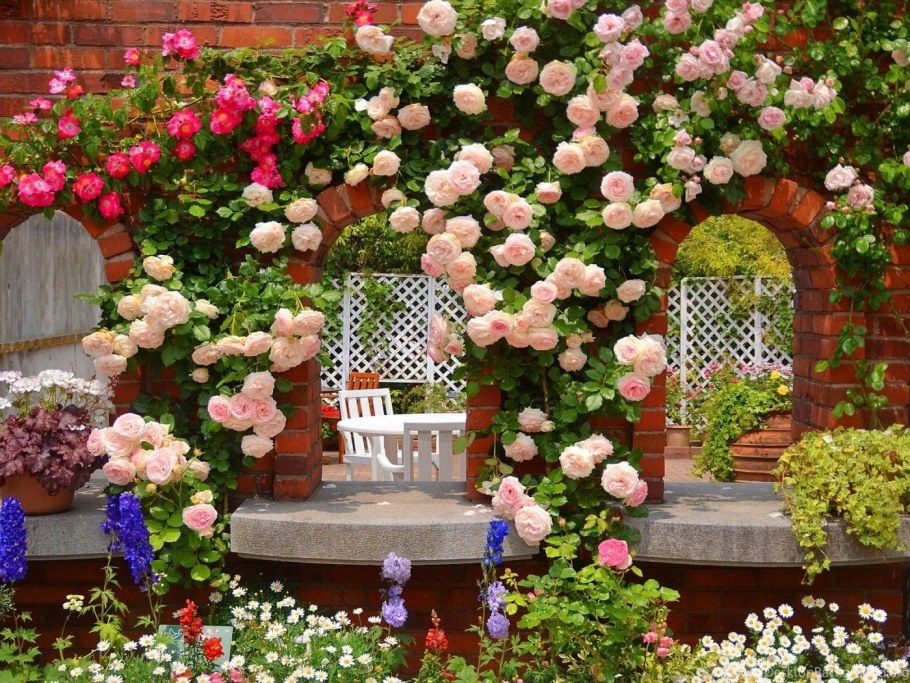 Розы в саду