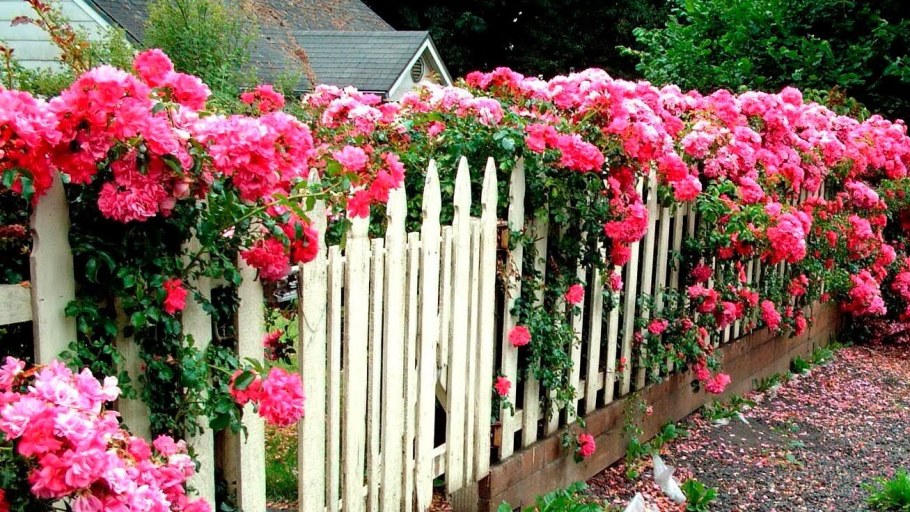 Плетистая роза изгородь