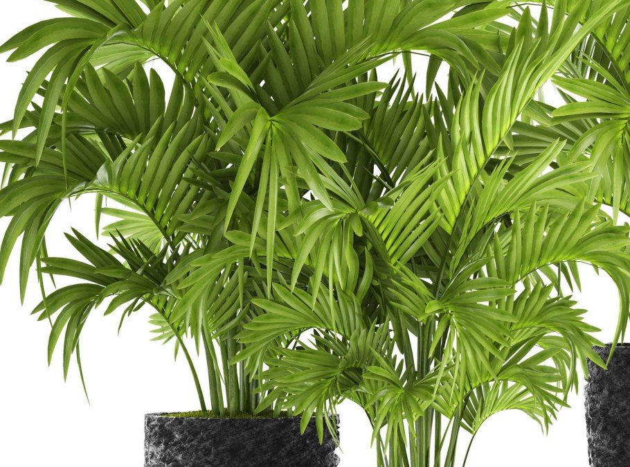 Арека Дипсис Пальма