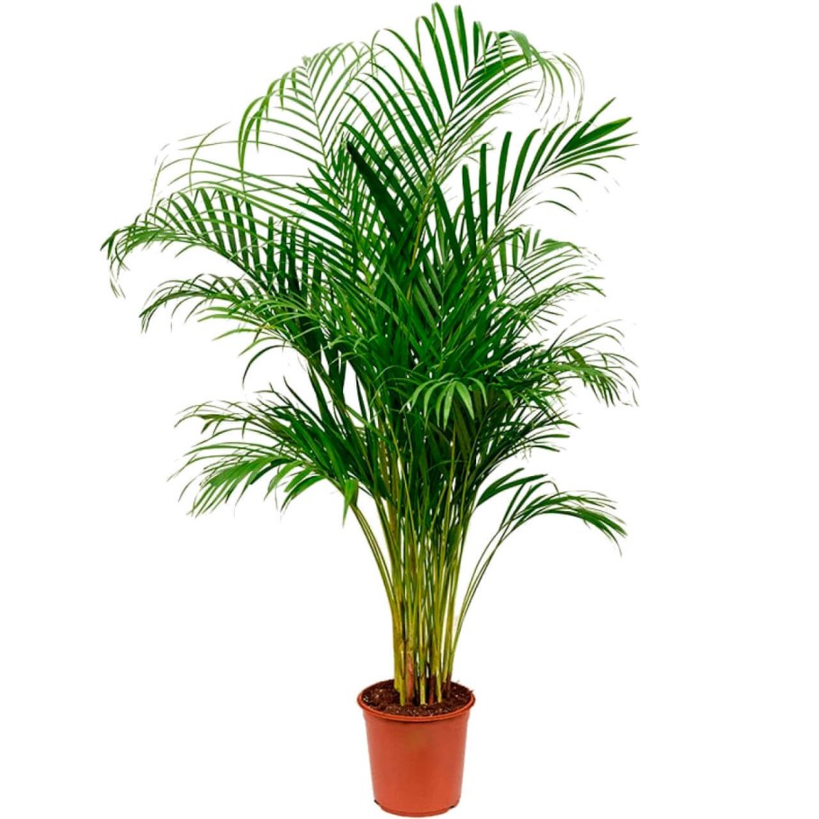 Ливистона круглолистная