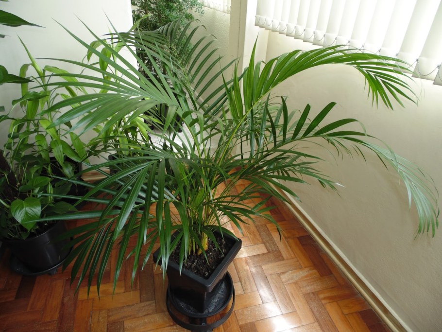 Пальма Кукас