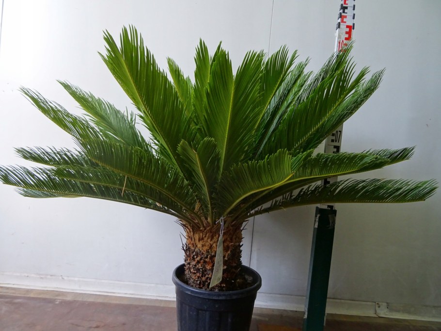 Арека Хризалидокарпус