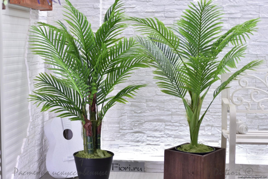 Ховея Форстера