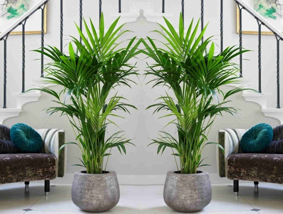 Цветущая Пальма хамедорея