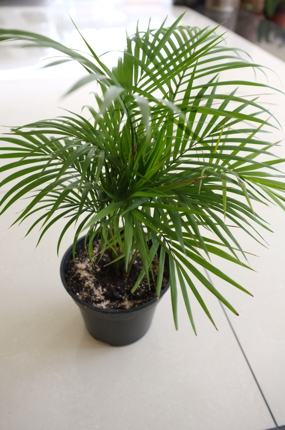 Пальма Арека Хризалидокарпус