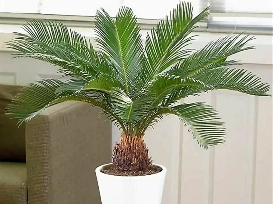 Драцена окаймленная (Dracaena marginata.)