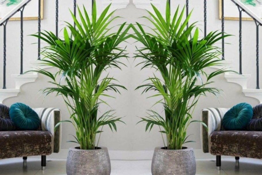 Арека Хризалидокарпус