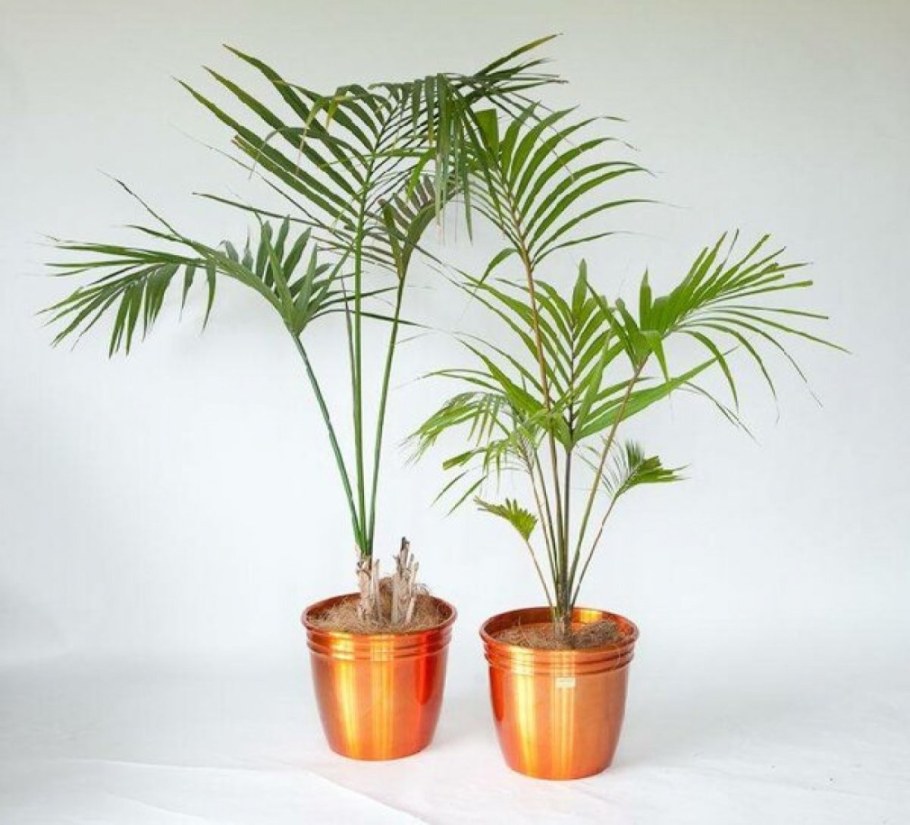 Хамедорея Неанта