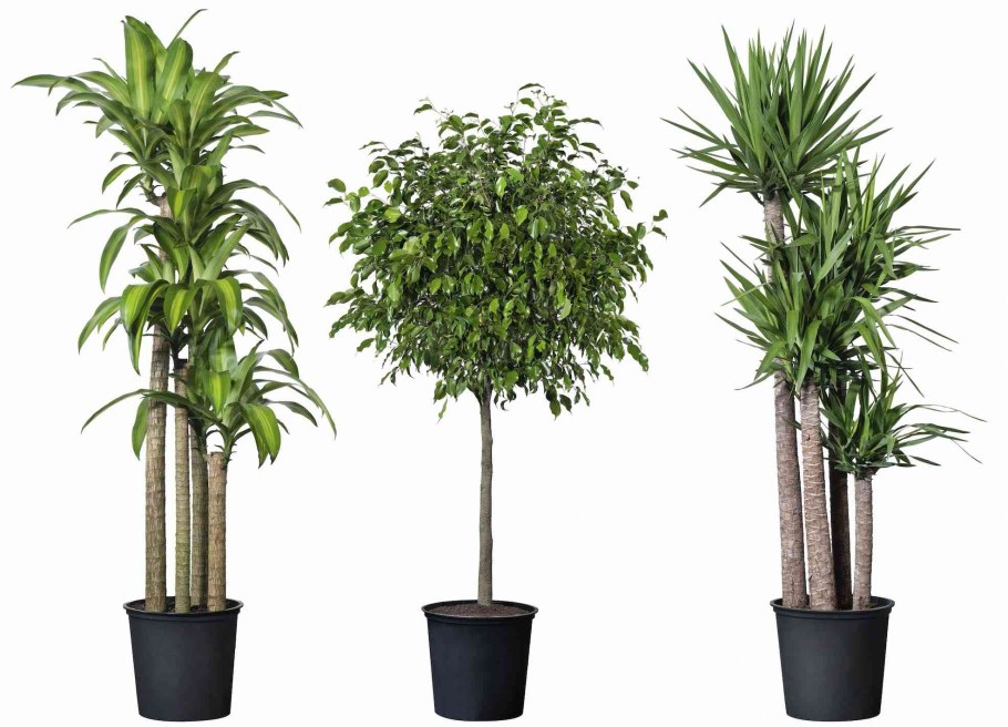 Финиковая Пальма (финик пальчатый)