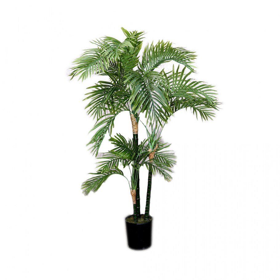 Сиагрус Ведделя