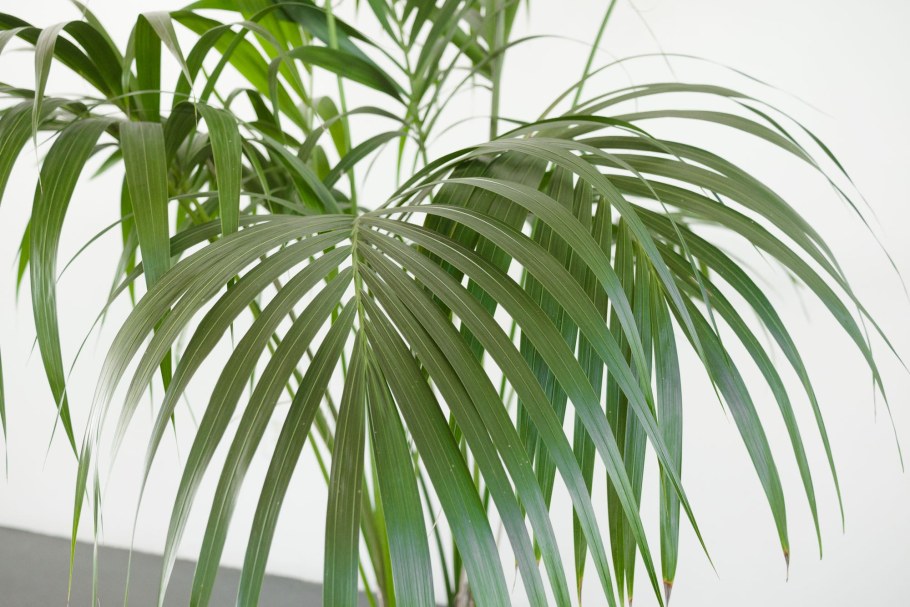 Пальма Арека ствол