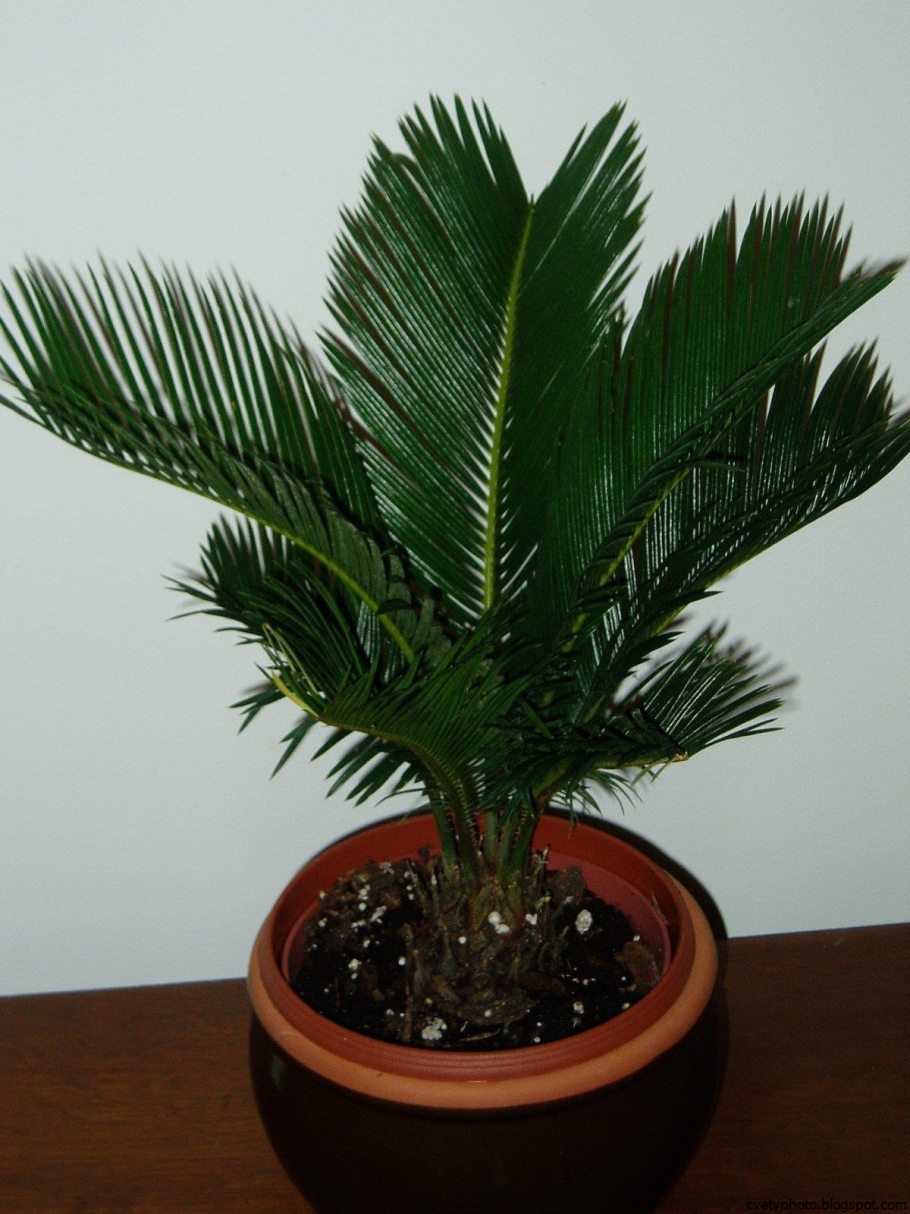 Пальма финик Канарский