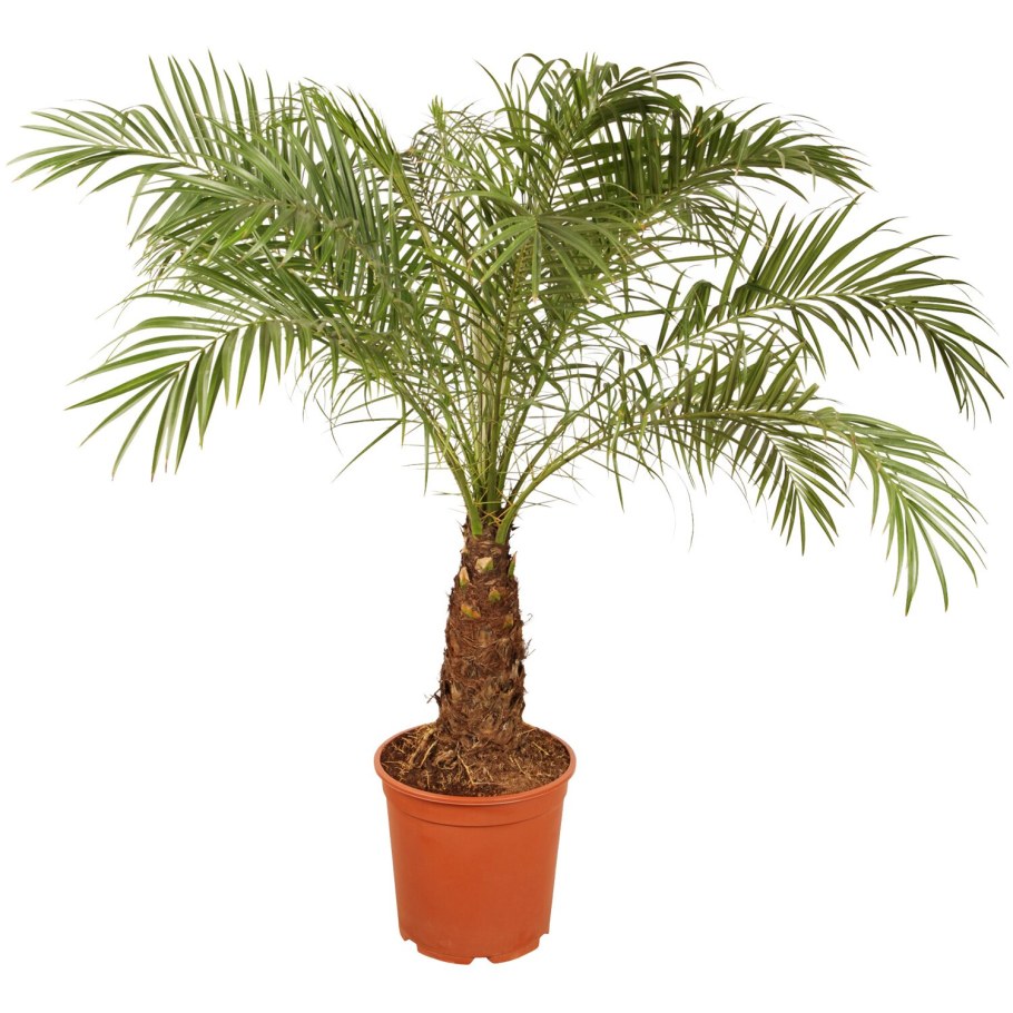 Арека Хризалидокарпус