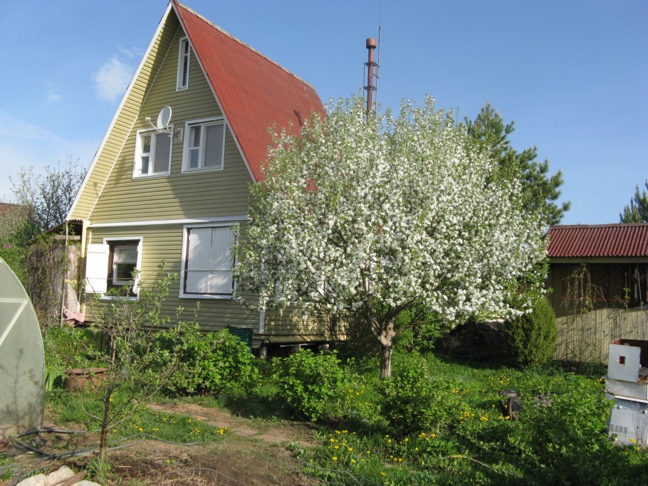 Сад Яблоневый вишня на даче