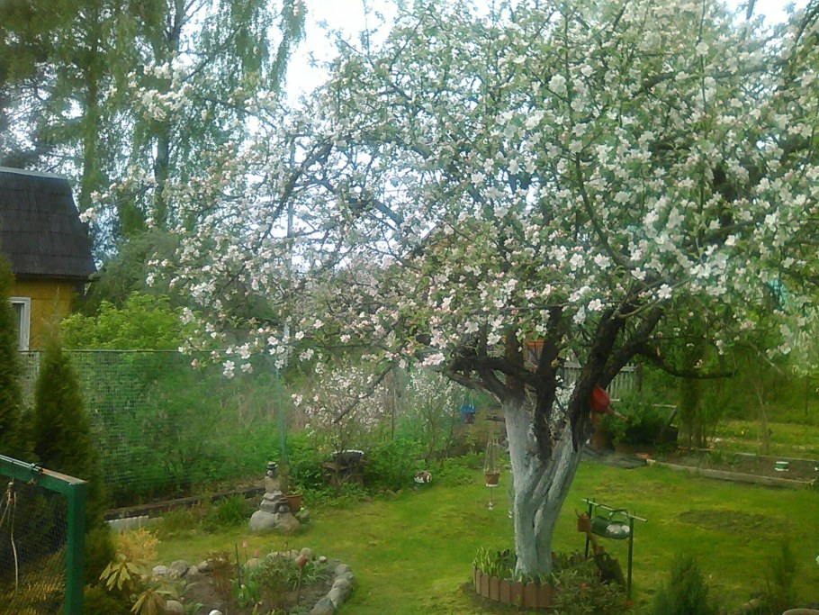 Яблоня на даче
