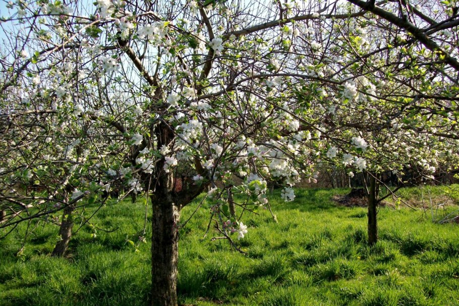 Пышный Цветущий сад грузинский