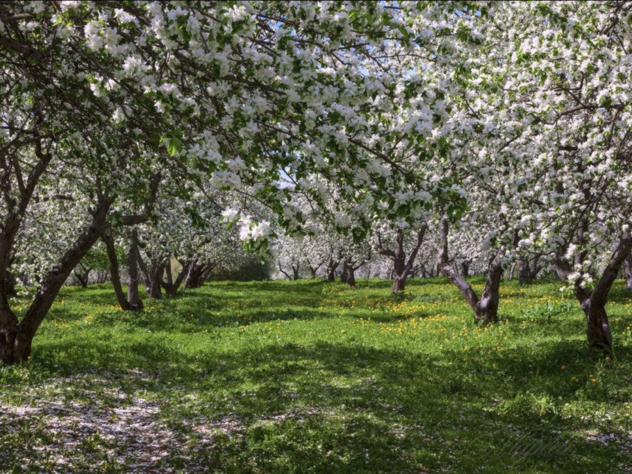 Черемуха обыкновенная летом