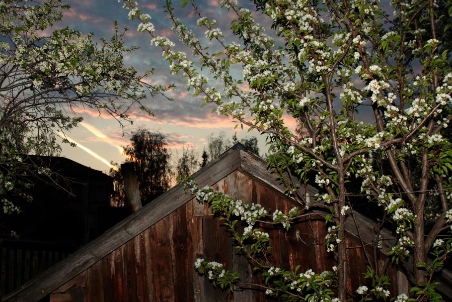 Яблоня Медуница шпалера