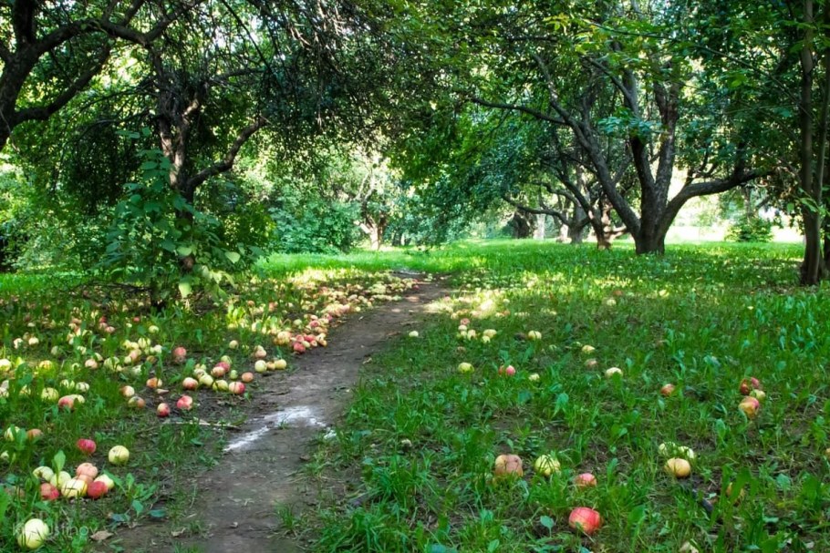 Яблоневый сад Верхотурье