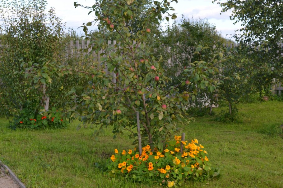 Плодовые сады Краснодарского края
