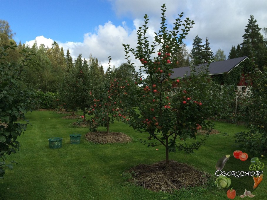 Необычные плодовые деревья