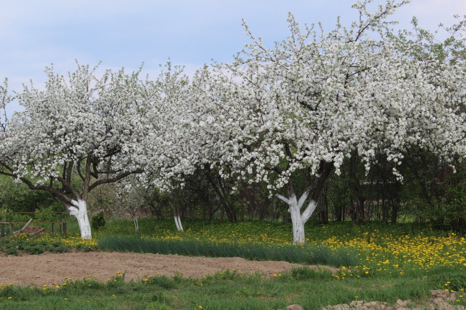 Усадьба Ясная Поляна яблоневые сады